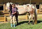 Appaloosa - Horse for Sale in FORT PIERCE, FL 34946
