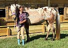 Appaloosa - Horse for Sale in FORT PIERCE, FL 34946 Appaloosa - Horse for Sale in FORT PIERCE, FL 34946
