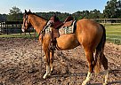 Quarter Horse - Horse for Sale in Newberry, SC 29108 Quarter Horse - Horse for Sale in Newberry, SC 29108