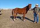Quarter Horse - Horse for Sale in Cambridge City, IN 47327 Quarter Horse - Horse for Sale in Cambridge City, IN 47327
