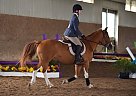Bill Pony Gelding