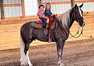 Tennessee Walking - Horse for Sale in Bowling Green, KY 42101 Tennessee Walking - Horse for Sale in Bowling Green, KY 42101