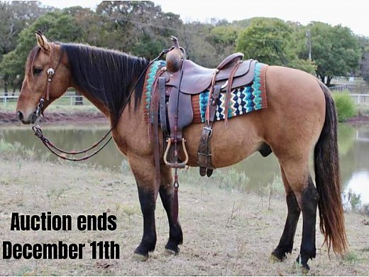Buckskin Ranch Horse