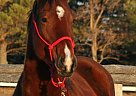 Sunny - Mare in Brandon, MB Sunny - Mare in Brandon, MB