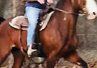 Fancy / Flashy Mare Fancy