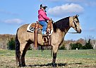 Tennessee Walking - Horse for Sale in Crab Orchard, KY 40419 Tennessee Walking - Horse for Sale in Crab Orchard, KY 40419