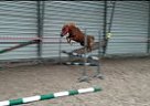 Welsh Pony - Horse for Sale in , juliah Welsh Pony - Horse for Sale in , juliah
