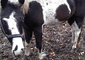Paint (Paint, Gelding) in Hudson, MI