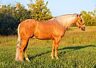 Quarter Horse - Horse for Sale in Marion Junction, AL 36759