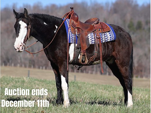 Overo Gaited Trail Horse