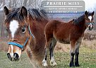 Gypsy Vanner - Horse for Sale in Hesperia, MI 49421