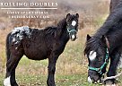 Gypsy Vanner - Horse for Sale in Hesperia, MI 49421