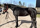 Friesian - Horse for Sale in Eden Valley, ON L0L 2K0 Friesian - Horse for Sale in Eden Valley, ON L0L 2K0