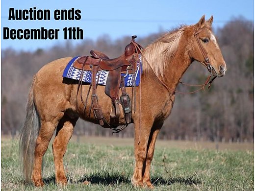 Trail Horse Deluxe