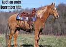 Quarter Horse - Horse for Sale in Whitley City, KY 40501 Quarter Horse - Horse for Sale in Whitley City, KY 40501