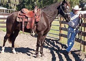 Tennessee Walking (Tennessee Walking, Gelding) in Hernando, FL