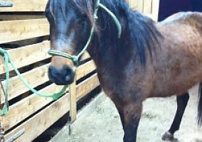 Arabian (Arabian, 16 yrs) in Jefferson, NY