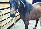 Arabian - Horse for Sale in Jefferson, NY 12093 Arabian - Horse for Sale in Jefferson, NY 12093