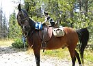 Rocky Gelding Rocky Mountain Gelding