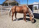Buck - Stallion in McKittrick, CA Buck - Stallion in McKittrick, CA