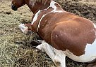 Lue - Gelding in Lively, ON Lue - Gelding in Lively, ON