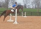 Welsh Pony Mare for Sale in Lexington, Kentucky Welsh Pony Mare for Sale in Lexington, Kentucky