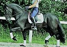 Ulysses - Gelding in Belvedere, CA Ulysses - Gelding in Belvedere, CA