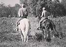 Missouri Fox Trotter - Horse for Sale in Cuba, MO 65066 Missouri Fox Trotter - Horse for Sale in Cuba, MO 65066