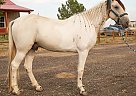 Tennessee Walking - Horse for Sale in Fort Collins, CO 80524