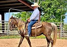 Kentucky Mountain - Horse for Sale in Little Rock, AR 72210