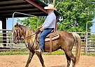 Kentucky Mountain - Horse for Sale in Little Rock, AR 72210 Kentucky Mountain - Horse for Sale in Little Rock, AR 72210
