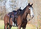 Kentucky Mountain - Horse for Sale in Whitley City, KY 42653 Kentucky Mountain - Horse for Sale in Whitley City, KY 42653