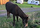 Littlebit - Mare in Winston, OR Littlebit - Mare in Winston, OR