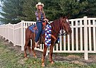 Missouri Fox Trotter - Horse for Sale in Freeburg, IL 62243 Missouri Fox Trotter - Horse for Sale in Freeburg, IL 62243