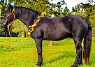 Pony - Horse for Sale in Kentwood, LA 70444