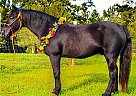 Pony - Horse for Sale in Kentwood, LA 70444 Pony - Horse for Sale in Kentwood, LA 70444
