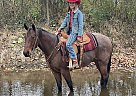Quarter Horse - Horse for Sale in Woodburn, KY 42170 Quarter Horse - Horse for Sale in Woodburn, KY 42170