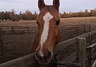 Kenny - Gelding in Bend, OR Kenny - Gelding in Bend, OR