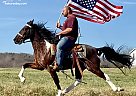Single Footing - Horse for Sale in Crab Orchard, KY 40419 Single Footing - Horse for Sale in Crab Orchard, KY 40419