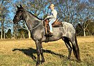 Tennessee Walking - Horse for Sale in Bowling Green, KY 42102 Tennessee Walking - Horse for Sale in Bowling Green, KY 42102