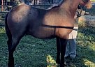 Quarter Horse - Horse for Sale in Mount Vernon, TX 75457 Quarter Horse - Horse for Sale in Mount Vernon, TX 75457