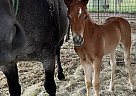 Quarter Horse - Horse for Sale in Mount Vernon, TX 75457 Quarter Horse - Horse for Sale in Mount Vernon, TX 75457