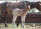 Quarter Horse - Horse for Sale in Mount Vernon, TX 75457 Quarter Horse - Horse for Sale in Mount Vernon, TX 75457