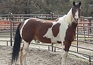 Paint Gelding for Sale in Bend, Oregon Paint Gelding for Sale in Bend, Oregon