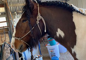 Gypsy Vanner (Gypsy Vanner, Gelding) in Marana, AZ