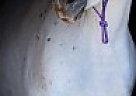 Flashy Arabian Halter Mare - WN ... Arabian Mare