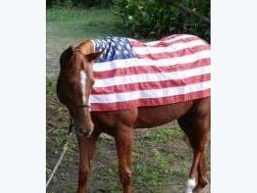 AQHA Mare