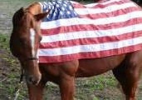 Quarter Horse (Quarter Horse, Mare) in St.cloud, FL