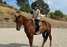 Quarter Horse - Horse for Sale in Santa Clarita, CA 91390 Quarter Horse - Horse for Sale in Santa Clarita, CA 91390