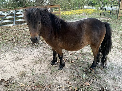 Cheap Miniature Horse